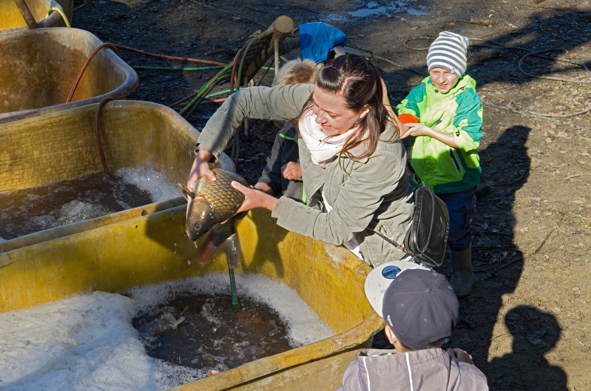 Beim Fischerfest in Weissig fängt eine Frau einen Karpfen aus dem Streichelzoo-Teich