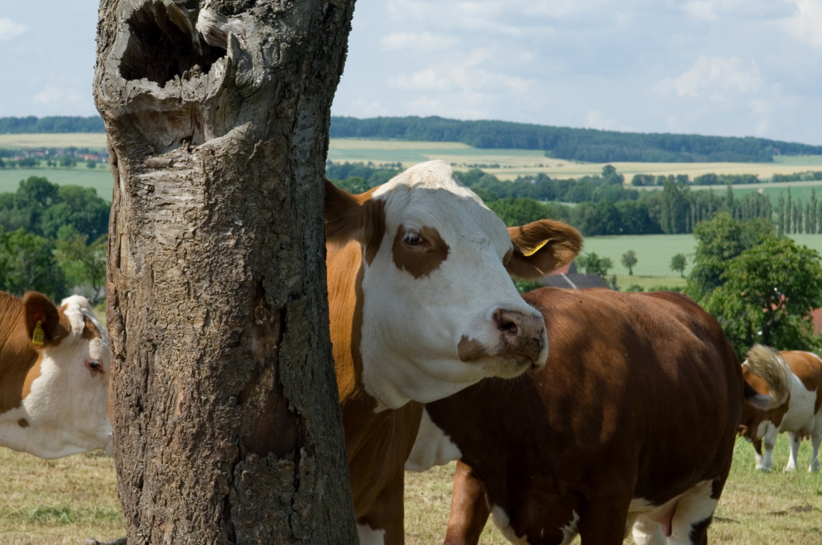 Simmentaler Fleckvieh in Grumbach bei Dresden versteckt sich hinter Kirschbaum