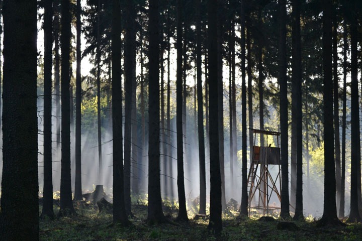 Ansitz im Wald mit Morgennebel