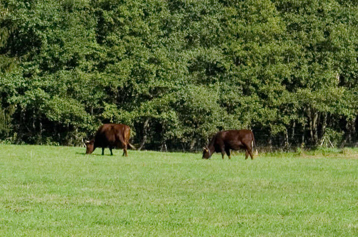 Rinder auf der Vogtland Weide