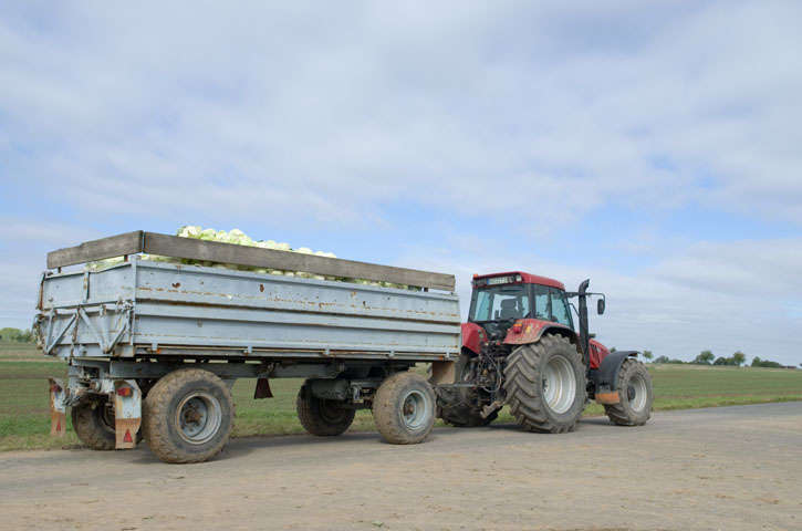 Weisskohltransport mit dem Traktor direkt zur Sauerkraut Verarbeitung