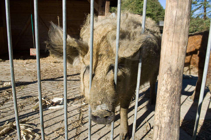 neugieriges Wollschwein auf dem Vogtländer Bauernhof