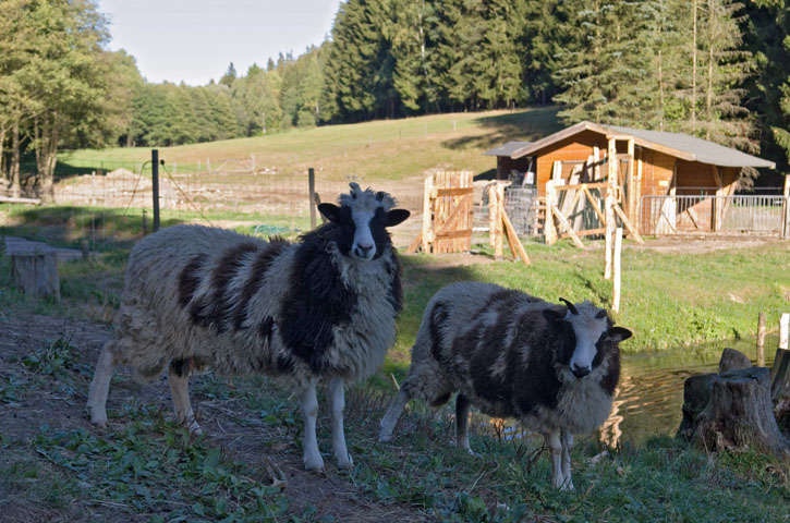 Schafe auf dem Tier Lehrpfad im gläsernen Bauernhof