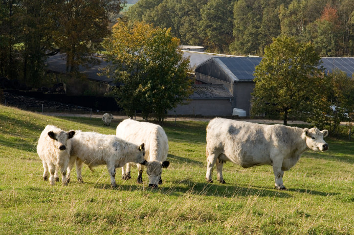 Galloway Rinder auf der Weide des Stolpener Landhofs in Sachsen