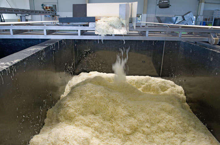 geschnittener Weisskohl wird in 70 Tonnen Gärsilos eingefüllt. 