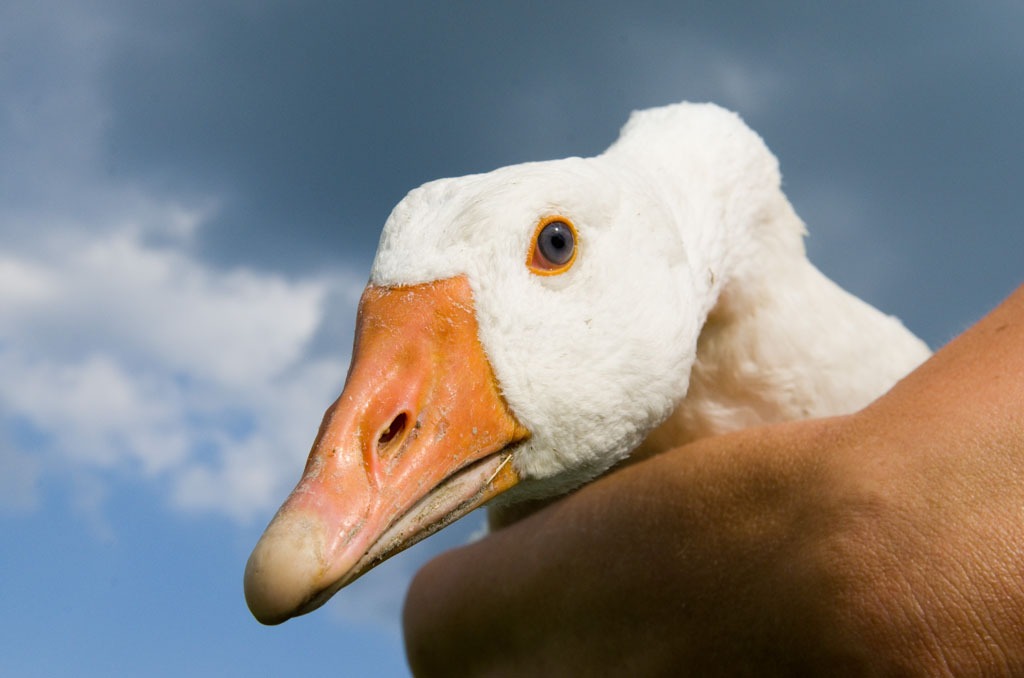 Ubersicht Von Bauernhofen Wo Man Eine Frische Gans Kaufen Kann