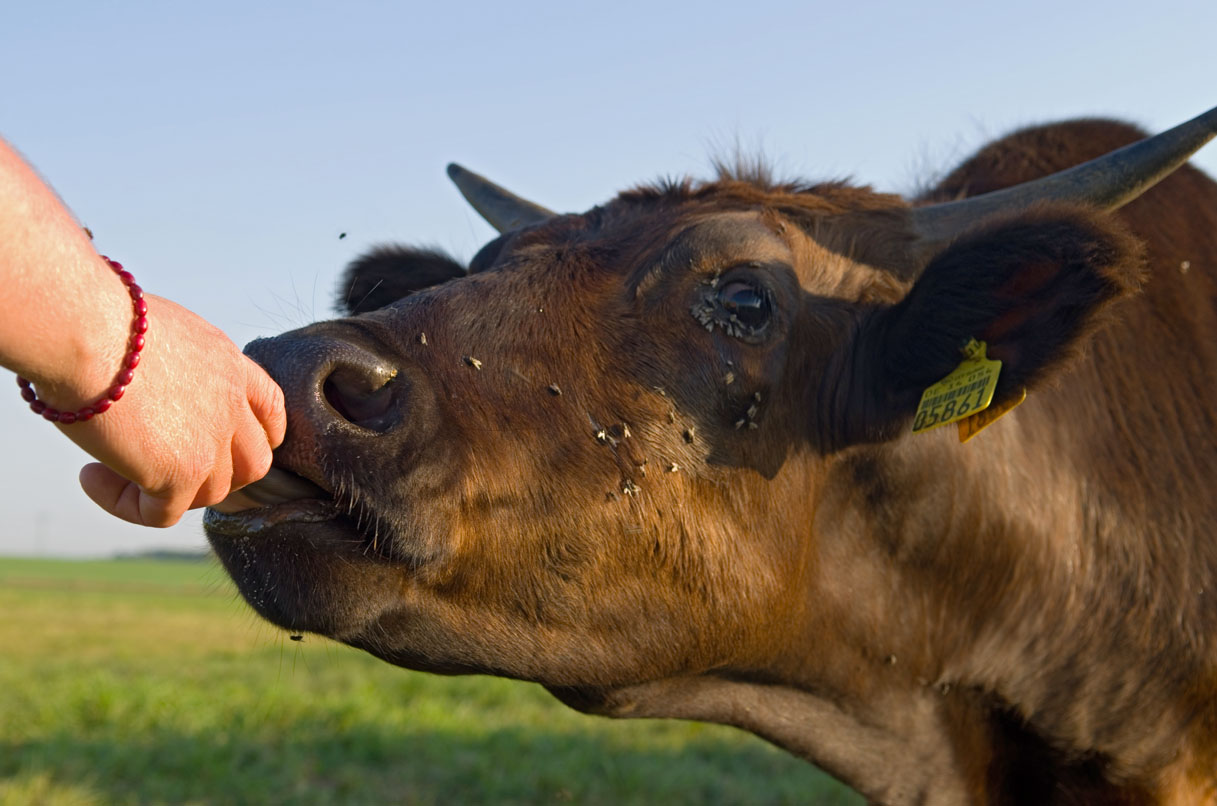 Wagyu Rind auf der Weide in Großdobritz bei Dresden