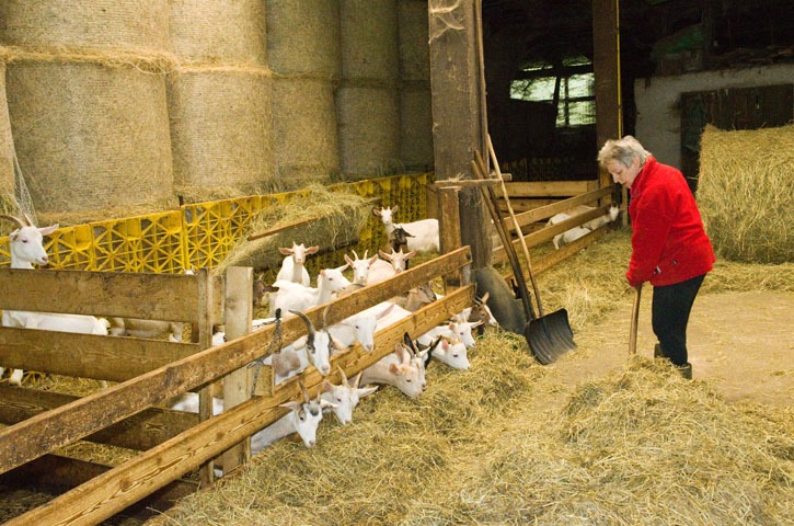 Ziegen im Stall des Bauernhofes im Erzgebirge
