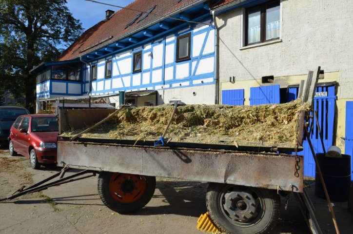 Frische Maishäcksel direkt vom Feld: eine Leckerei für die Milchkühe vom Bio Bauernhof in Wachau bei Dresden 